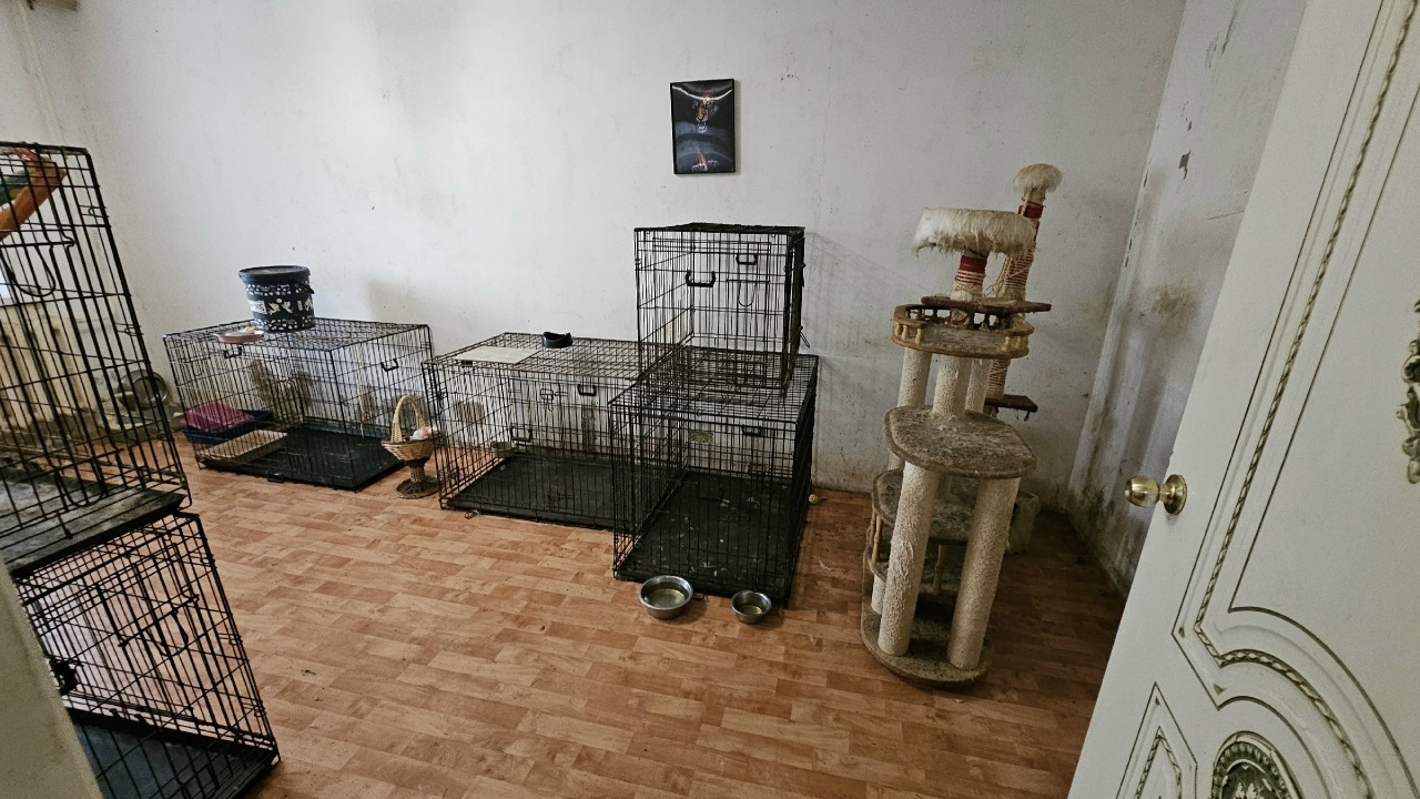 В Костроме из кошачьего концлагеря спасли 59 больных кошек