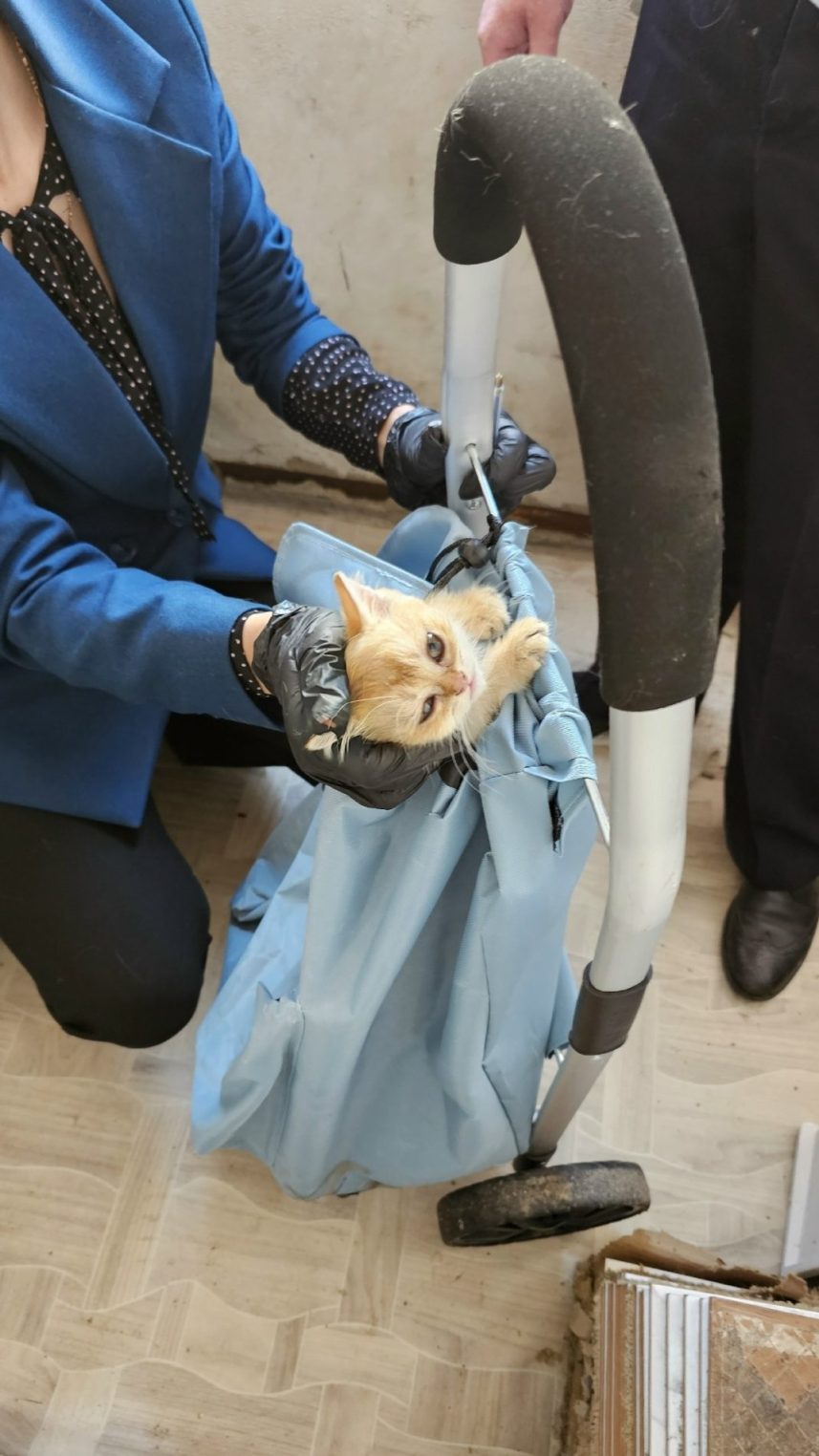 В Костроме из кошачьего концлагеря спасли 59 больных кошек