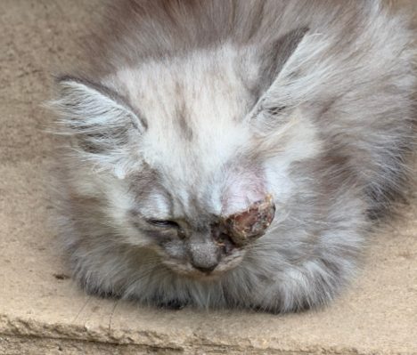 «Лесной эльф» из костромского приюта ждет своего человека