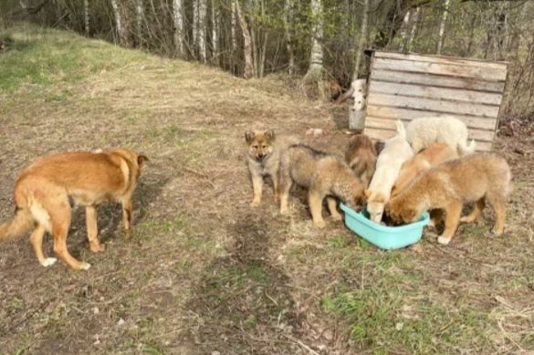 Из леса в приют: в Костроме ищут дом для собачки Мули, пережившей предательство