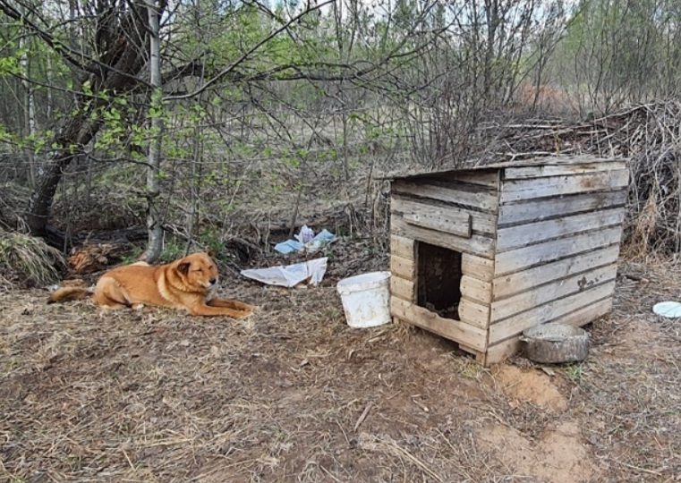 Из леса в приют: в Костроме ищут дом для собачки Мули, пережившей предательство