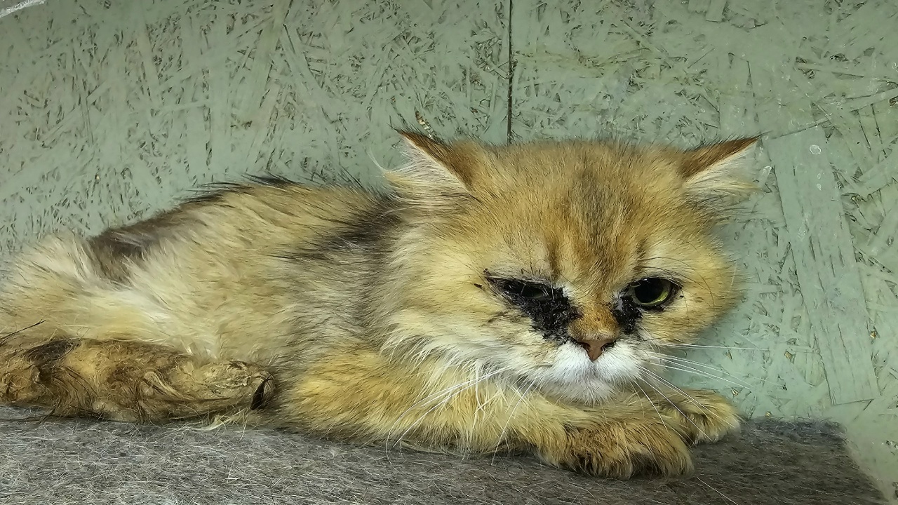 Добрые вести: кошки из костромского "питомника смерти" учатся доверять людям