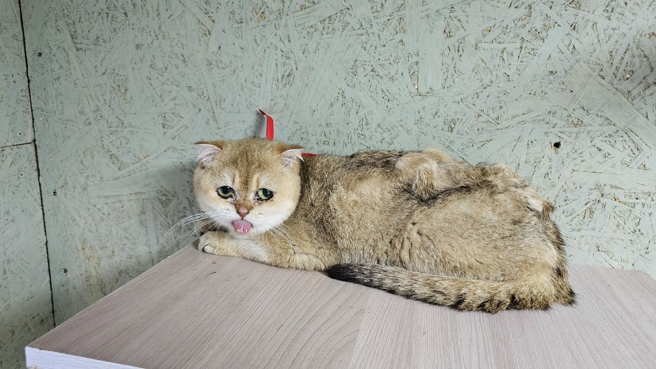 Добрые вести: кошки из костромского "питомника смерти" учатся доверять людям