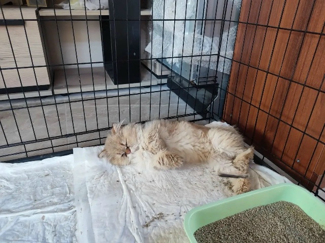 Бывших постояльцев "кошачьего концлагеря" начали пристраивать в Костроме