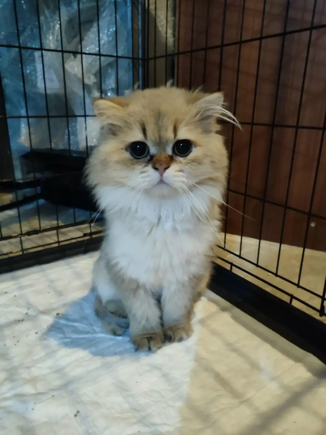 Бывших постояльцев "кошачьего концлагеря" начали пристраивать в Костроме