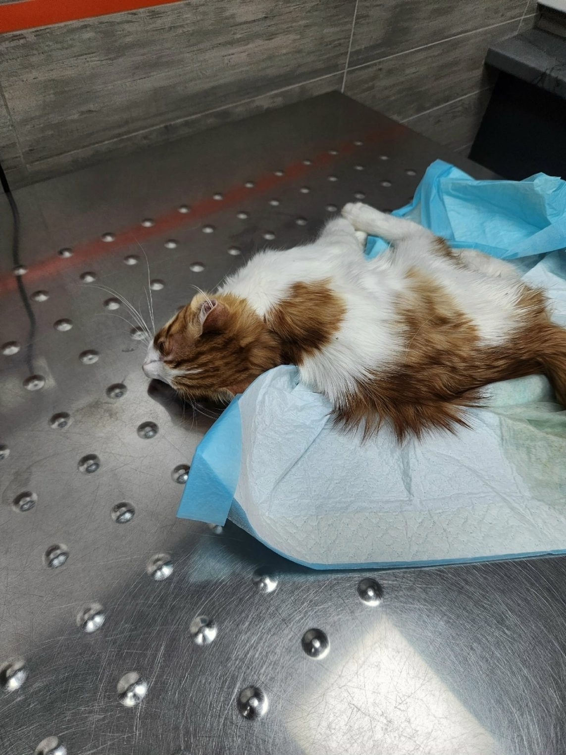 Под Костромой котенка выбросили с пятого этажа, а полиция отказалась возбуждать дело