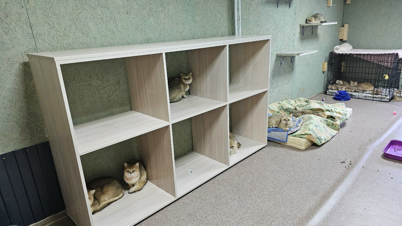 Счастливые кошки из костромского приюта обзавелись собственным особняком