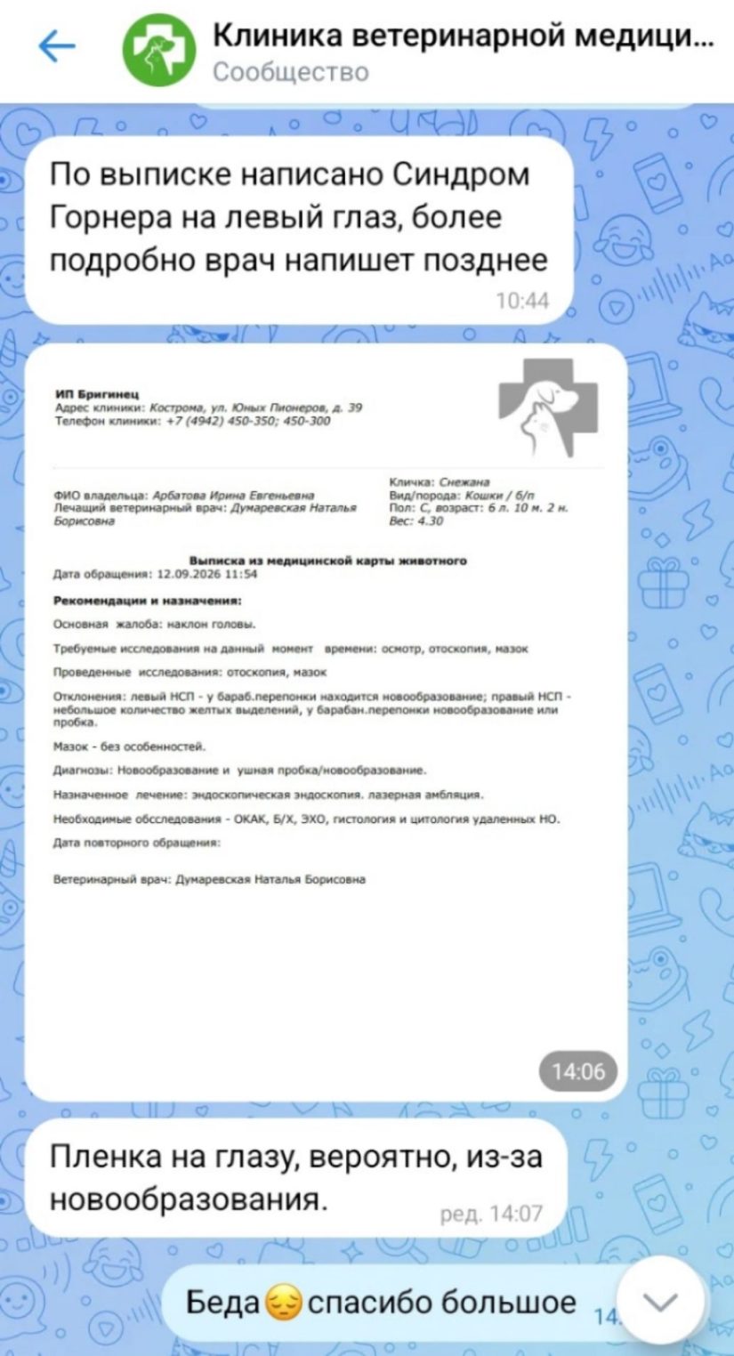 Пушистой Снежане из Костромы нужна помощь в борьбе с раком