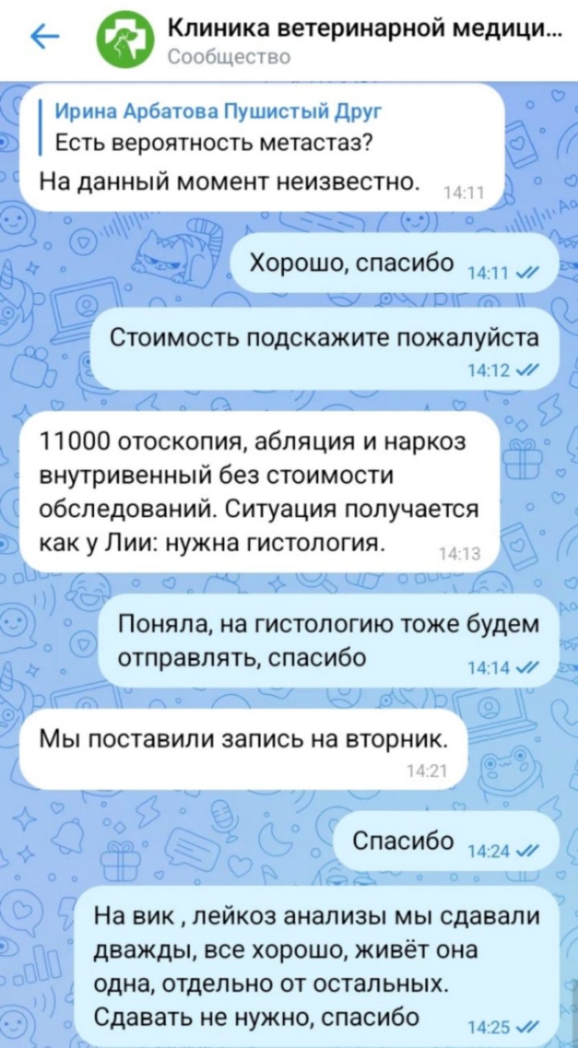 Пушистой Снежане из Костромы нужна помощь в борьбе с раком