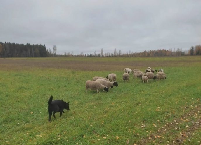 Цыган, выброшенный из окна в Костроме, нашел семью