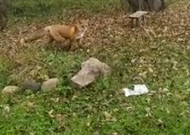 Чокнутая лиса атаковала жительниц костромского райцентра
