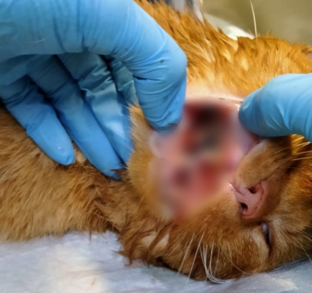 Особенный котик Чивас из костромского приюта ждет своих людей