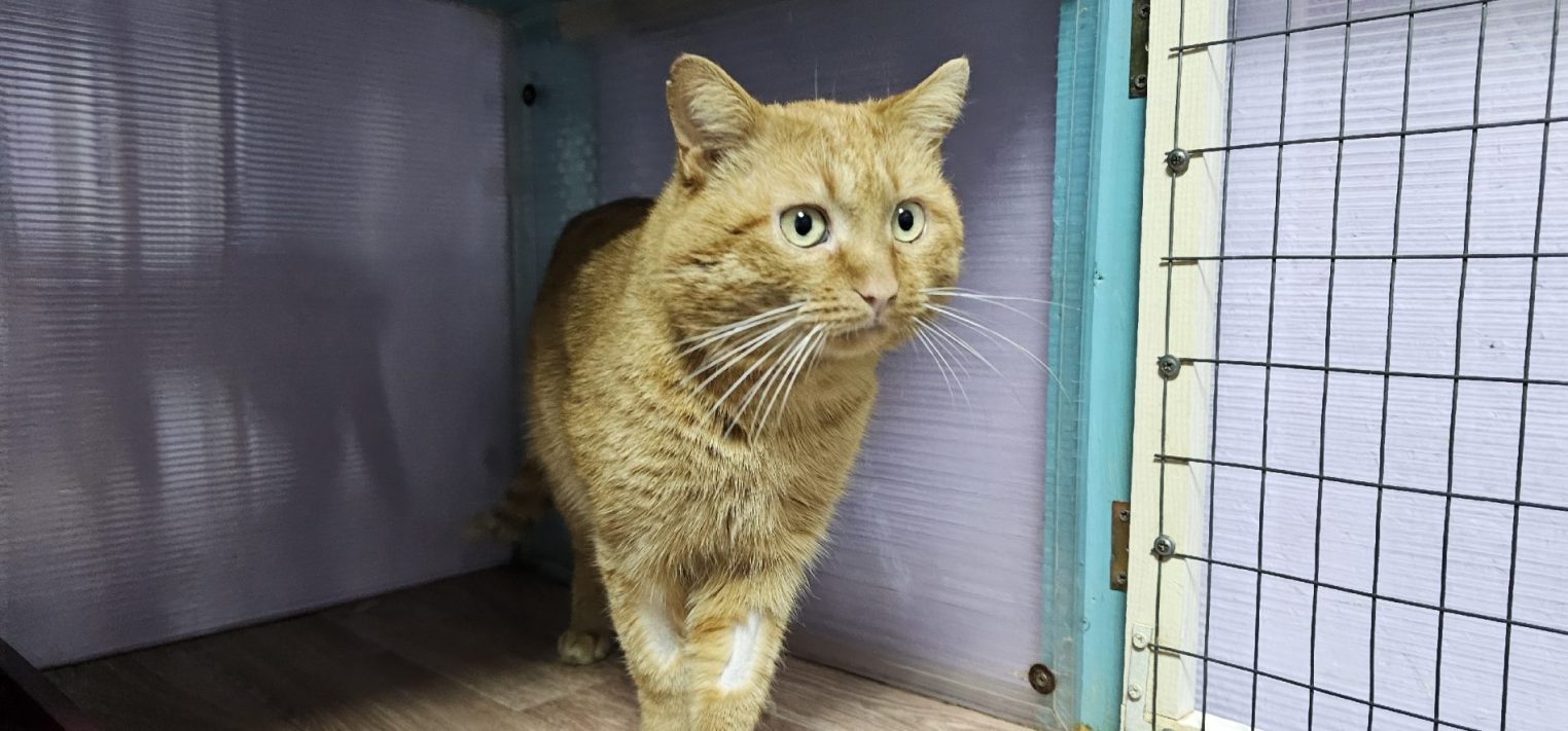 Особенный котик Чивас из костромского приюта ждет своих людей