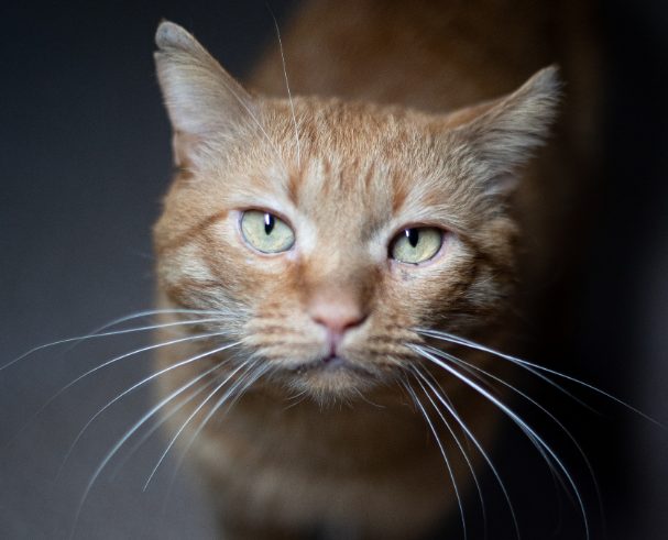 Особенный котик Чивас из костромского приюта ждет своих людей