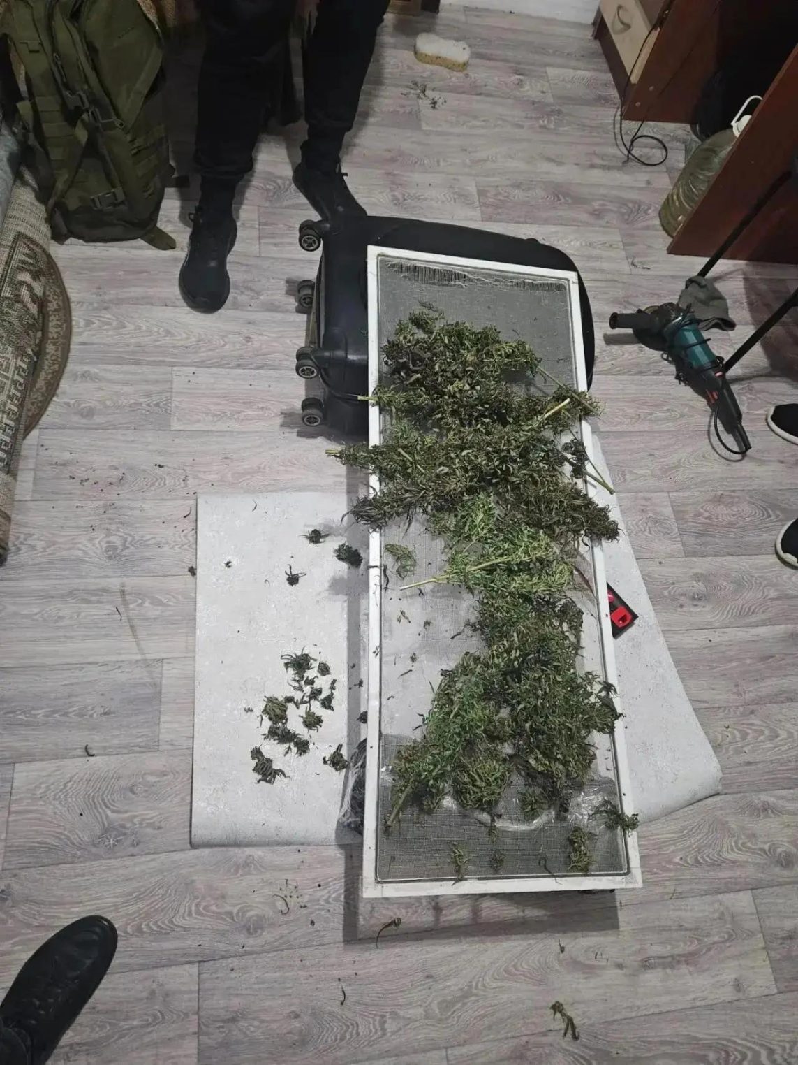 Нелегальным агрономам из Костромской области светит срок за выращивание запрещенки