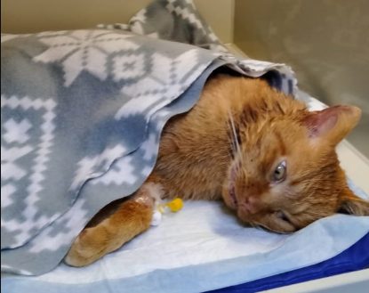Особенный котик Чивас из костромского приюта ждет своих людей