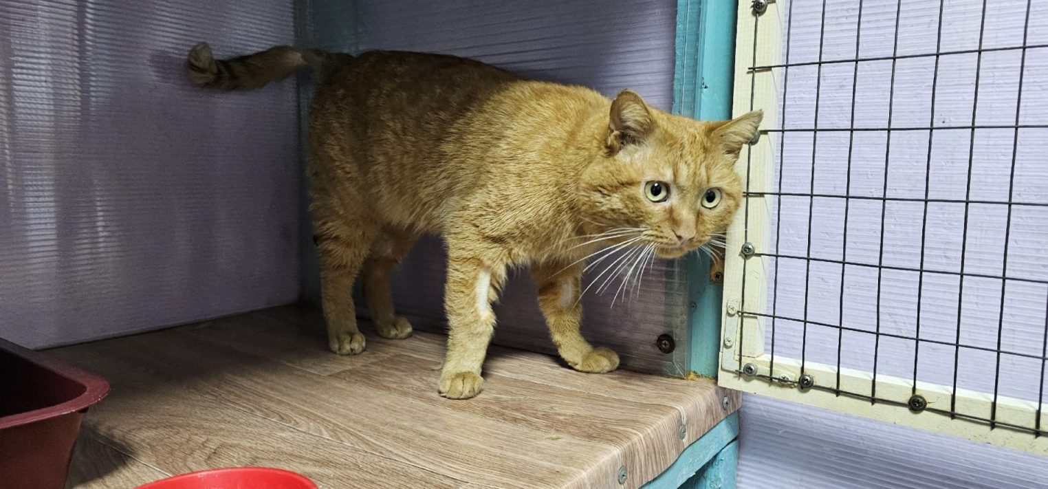 Особенный котик Чивас из костромского приюта ждет своих людей