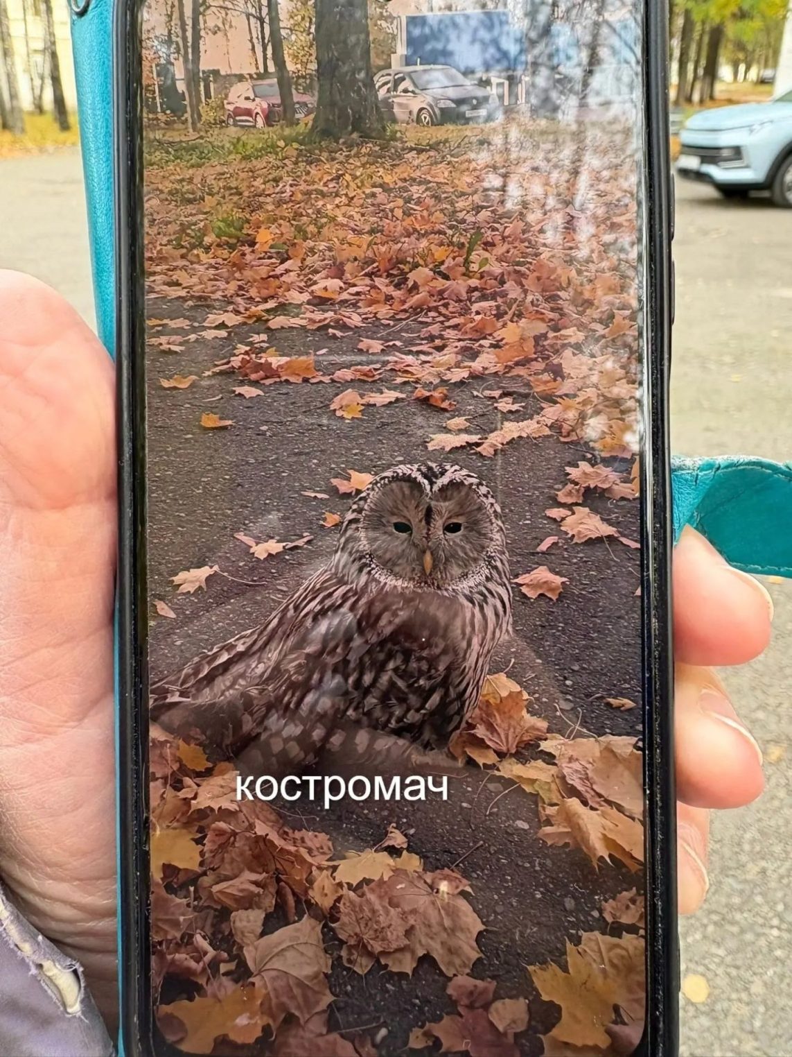 В Костроме стая ворон атаковала посланника из Хогвартса