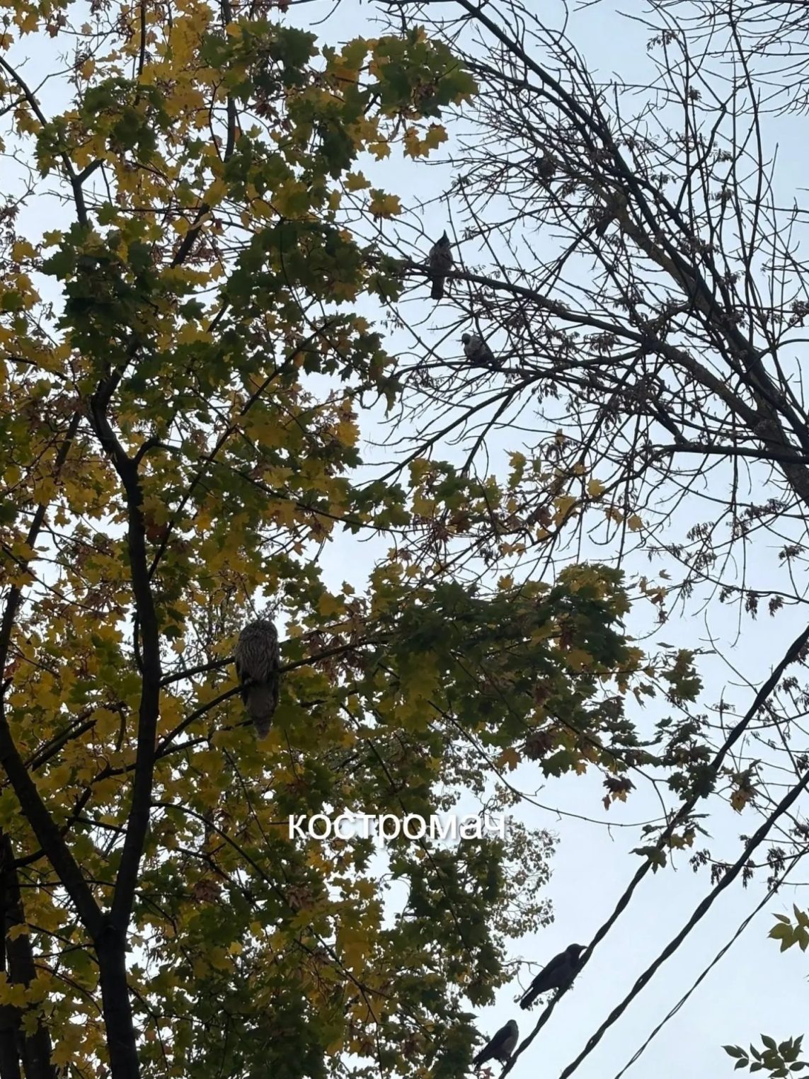 В Костроме стая ворон атаковала посланника из Хогвартса