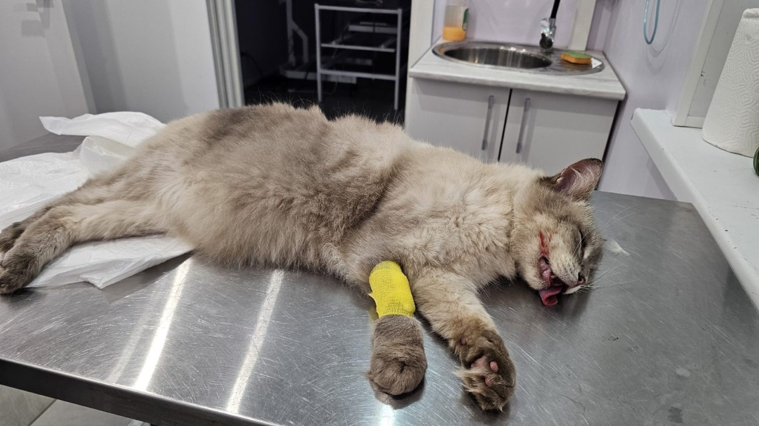 Костромской приют просит помощи: котик Чешир отказался от еды из-за болезни