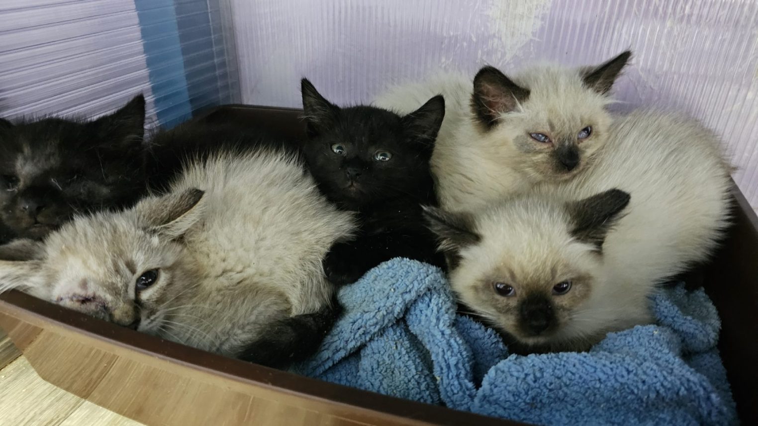 Слепая кошечка Мурфетта из костромского приюта «Белый Бим» ищет спокойный дом