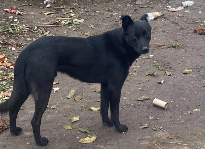 Шанс на жизнь: Блэку из костромского приюта требуется помощь неравнодушных